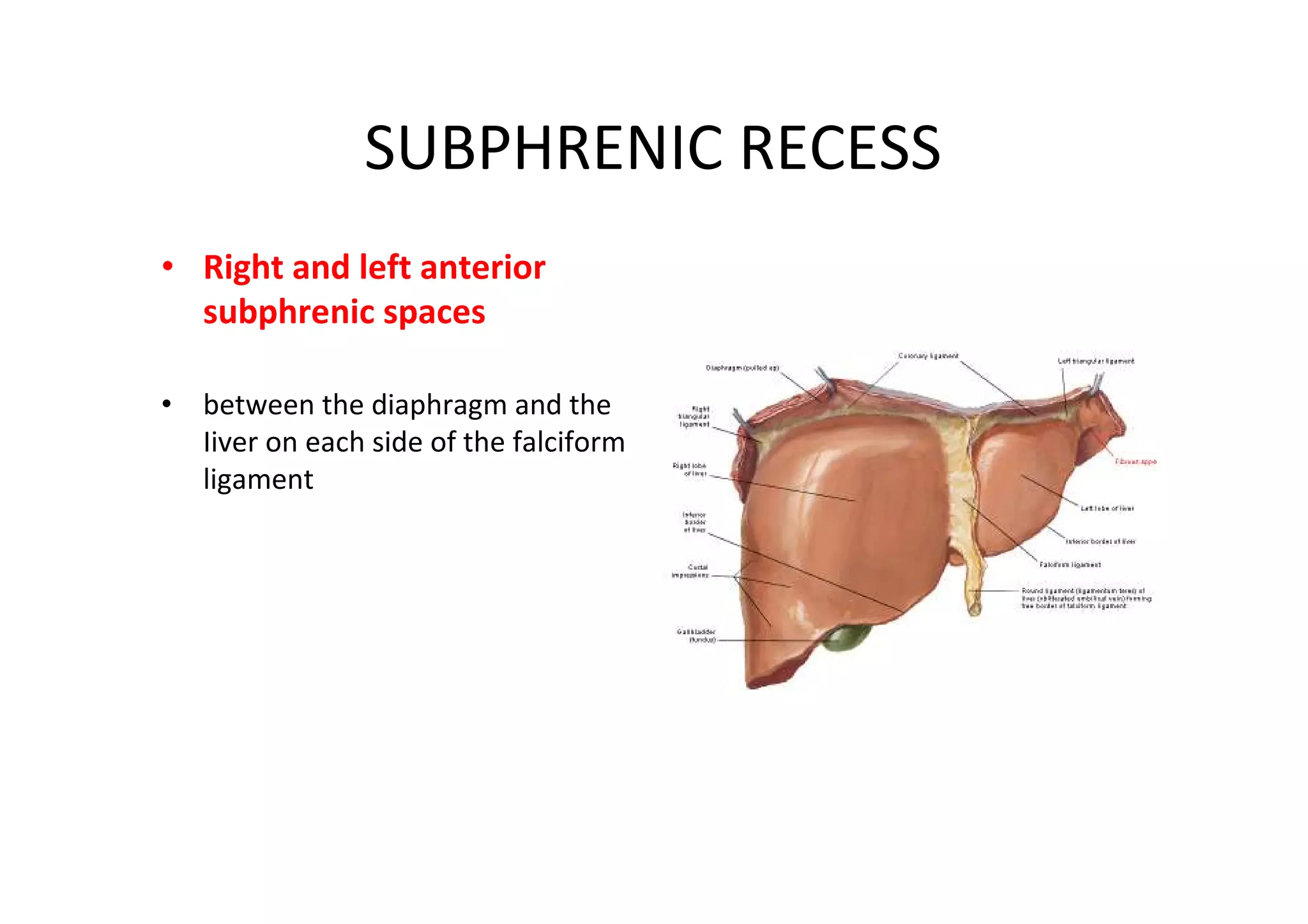 SUBPHRENIC RECESS
• Right and left anterior
  subphrenic spaces

• between the diaphragm and the
  Iiver on each side of the falciform
  ligament
 