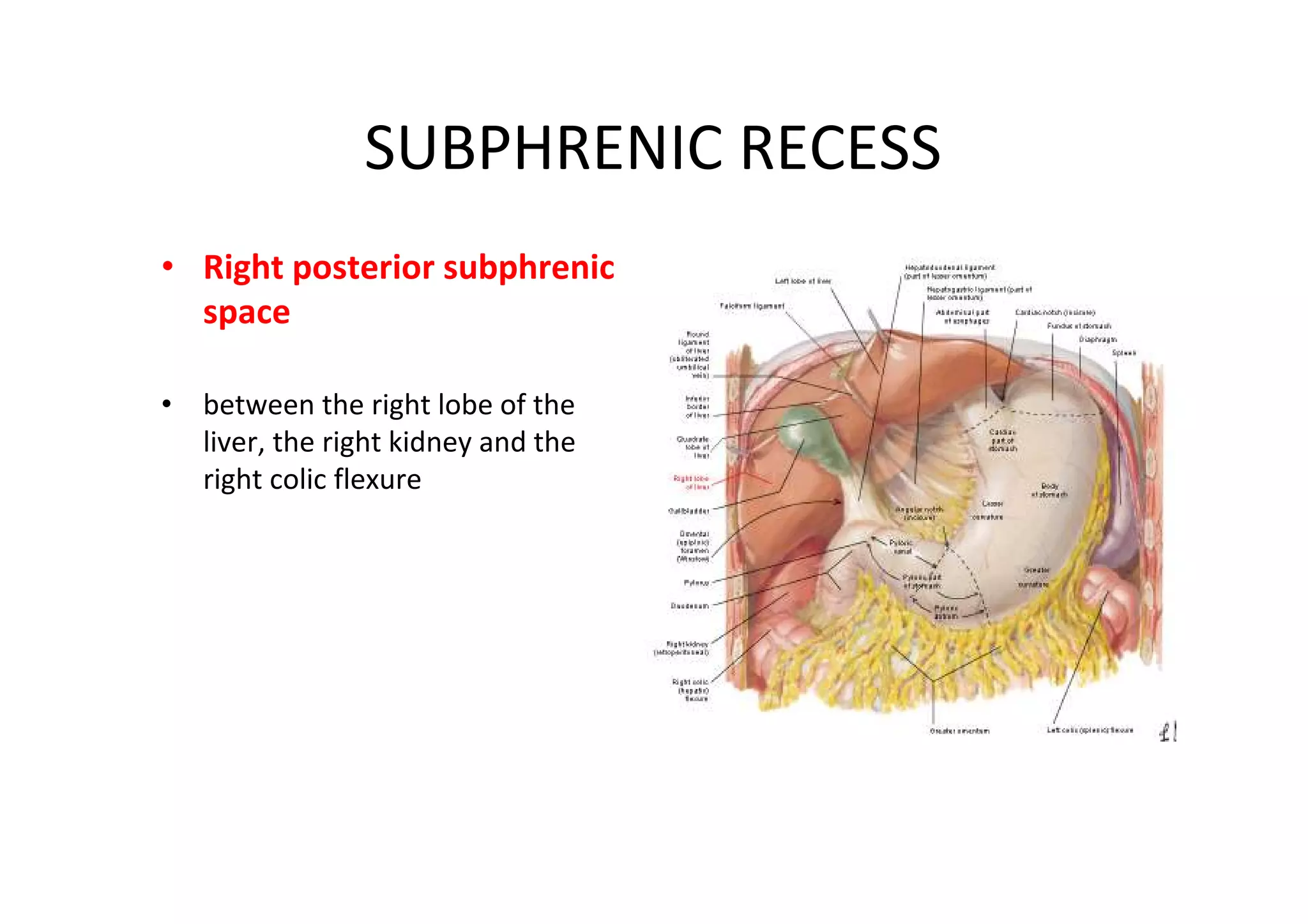 SUBPHRENIC RECESS
• Right posterior subphrenic
  space

• between the right lobe of the
  liver, the right kidney and the
  right colic flexure
 