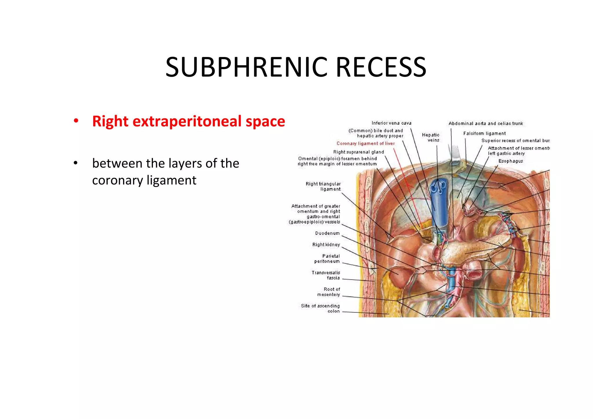 SUBPHRENIC RECESS
• Right extraperitoneal space

• between the layers of the
  coronary ligament
 