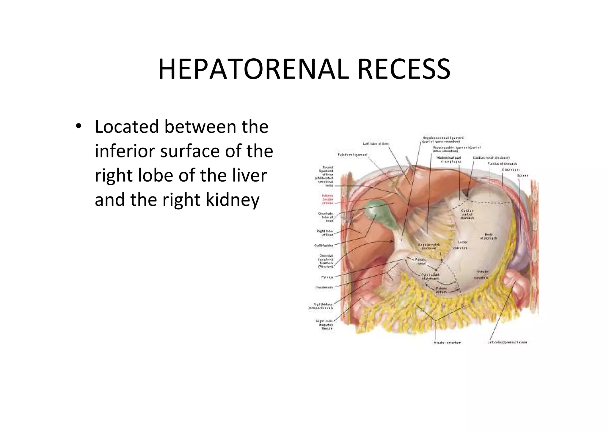 HEPATORENAL RECESS
• Located between the
  inferior surface of the
  right lobe of the liver
  and the right kidney
 