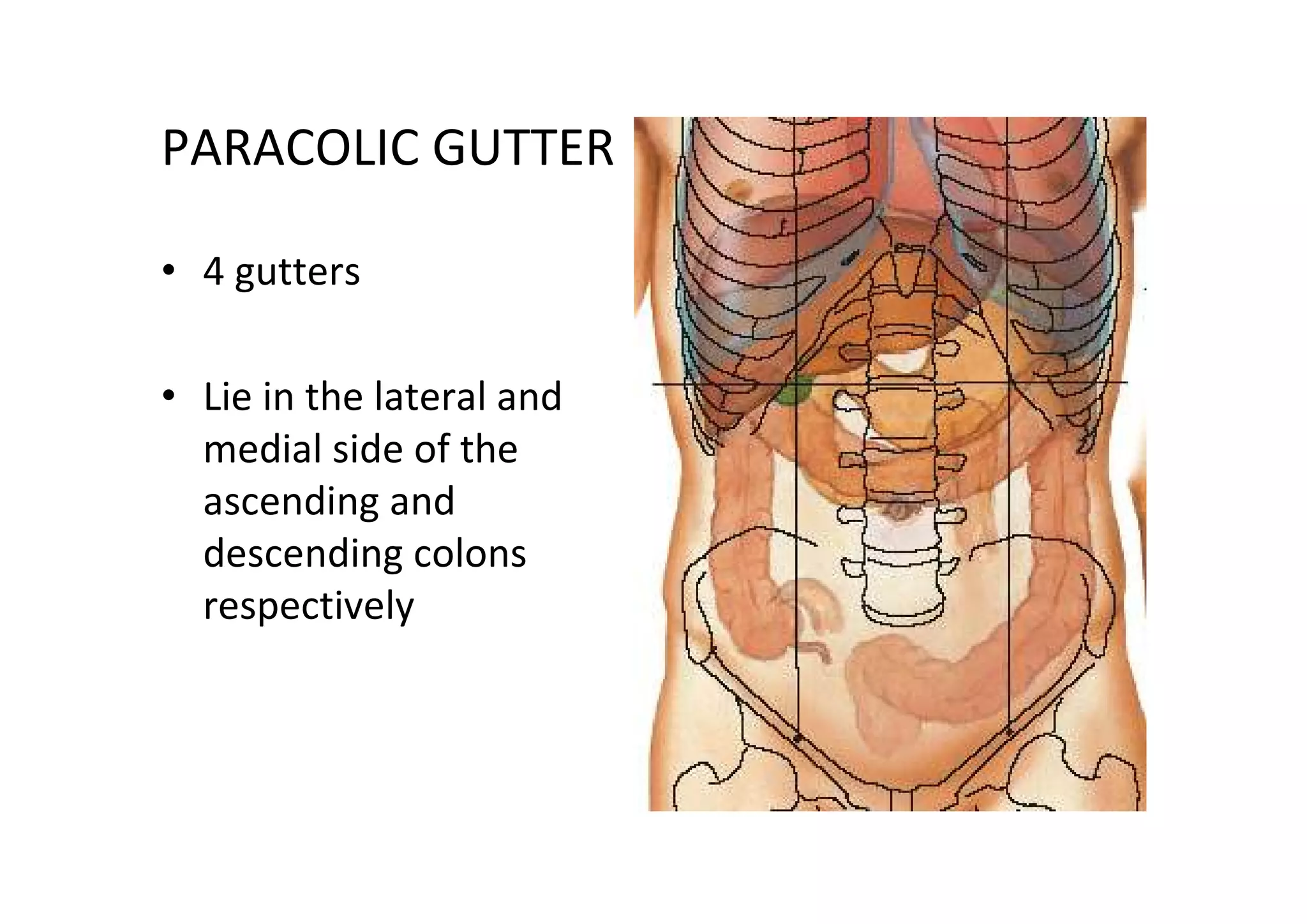 PARACOLIC GUTTER

• 4 gutters

• Lie in the lateral and
  medial side of the
  ascending and
  descending colons
  respectively
 