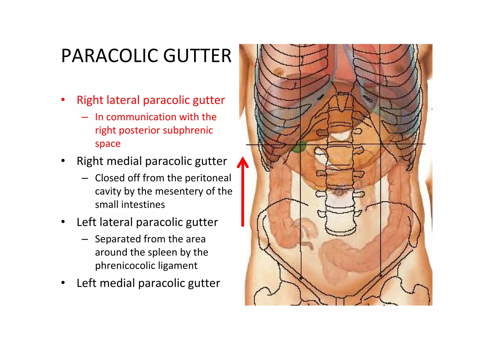 PARACOLIC GUTTER
• Right lateral paracolic gutter
    – In communication with the
      right posterior subphrenic
      space
• Right medial paracolic gutter
    – Closed off from the peritoneal
      cavity by the mesentery of the
      small intestines
• Left lateral paracolic gutter
    – Separated from the area
      around the spleen by the
      phrenicocolic ligament
• Left medial paracolic gutter
 