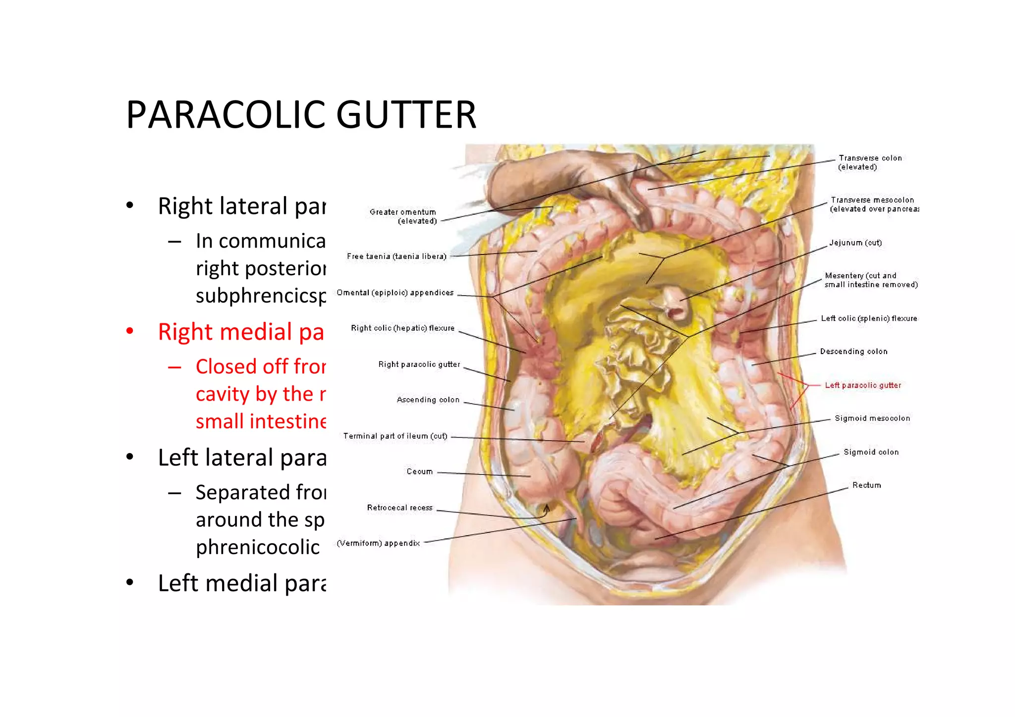 PARACOLIC GUTTER
• Right lateral paracolic gutter
    – In communication with the
      right posterior
      subphrencicspace
• Right medial paracolic gutter
    – Closed off from the peritoneal
      cavity by the mesentery of the
      small intestines
• Left lateral paracolic gutter
    – Separated from the area
      around the spleen by the
      phrenicocolic ligament
• Left medial paracolic gutter
 