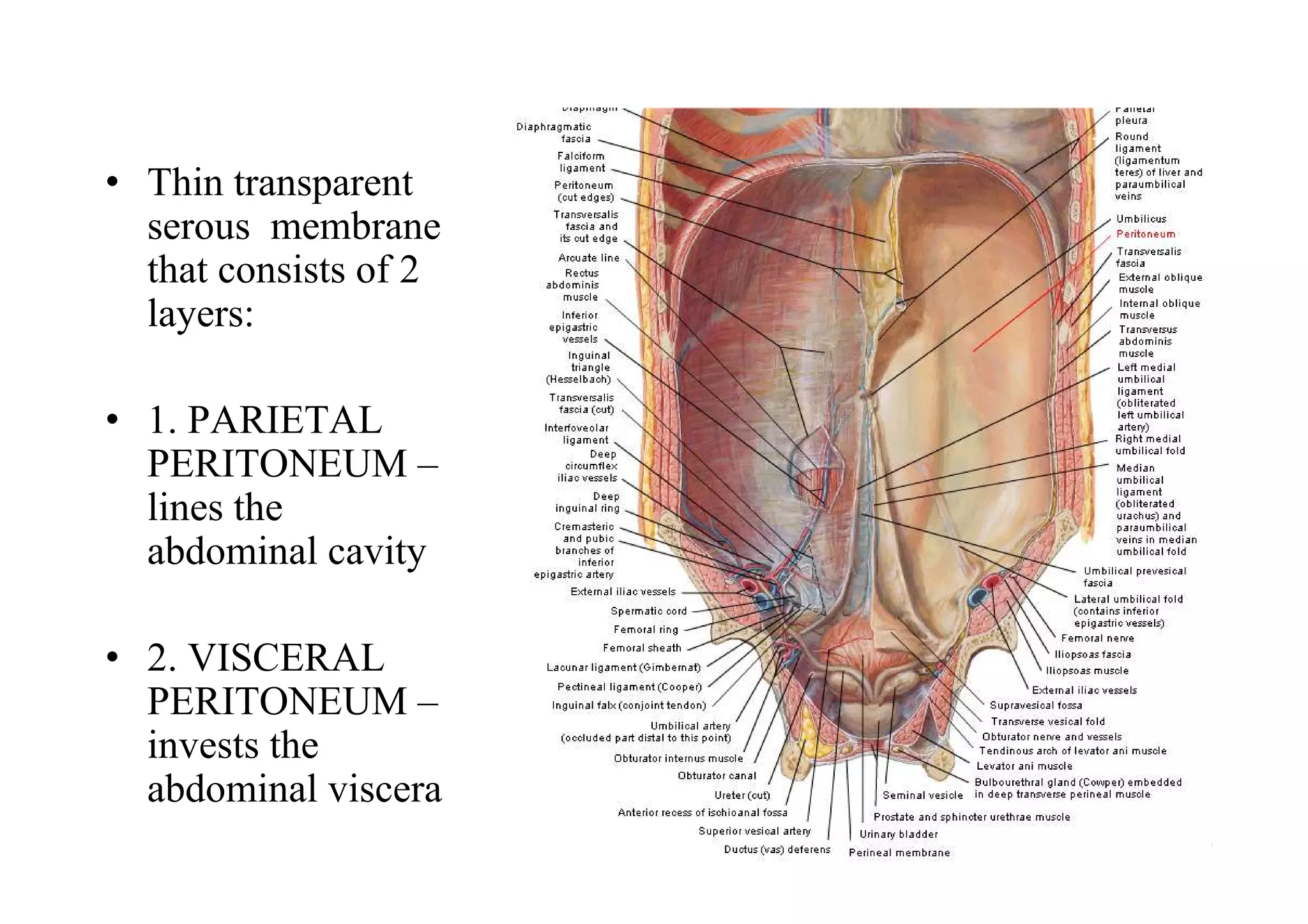 • Thin transparent
  serous membrane
  that consists of 2
  layers:

• 1. PARIETAL
  PERITONEUM –
  lines the
  abdominal cavity

• 2. VISCERAL
  PERITONEUM –
  invests the
  abdominal viscera
 
