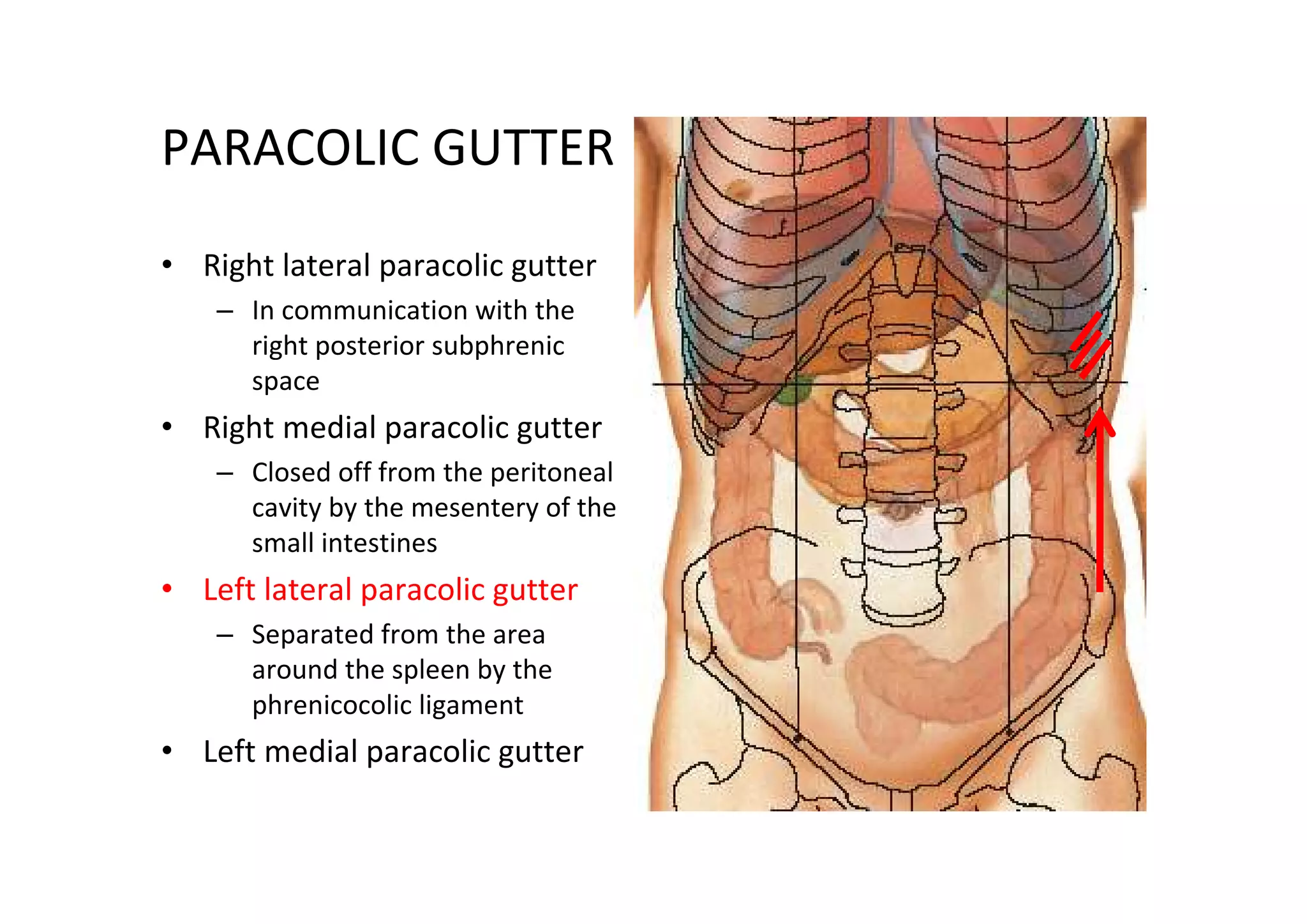 PARACOLIC GUTTER
• Right lateral paracolic gutter
    – In communication with the
      right posterior subphrenic
      space
• Right medial paracolic gutter
    – Closed off from the peritoneal
      cavity by the mesentery of the
      small intestines
• Left lateral paracolic gutter
    – Separated from the area
      around the spleen by the
      phrenicocolic ligament
• Left medial paracolic gutter
 