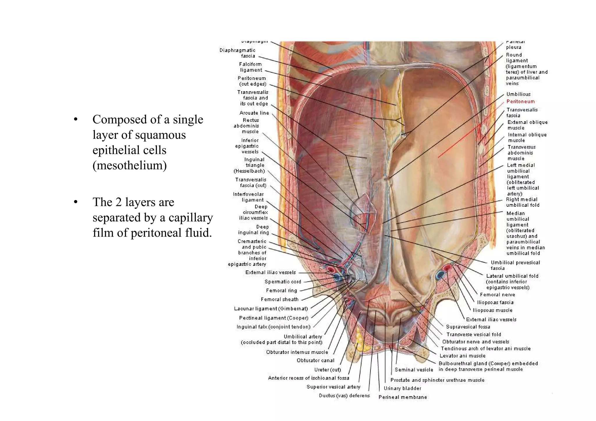 •   Composed of a single
    layer of squamous
    epithelial cells
    (mesothelium)

•   The 2 layers are
    separated by a capillary
    film of peritoneal fluid.
 