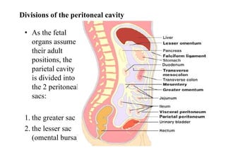 Peritoneum and peritoneal cavity | PDF