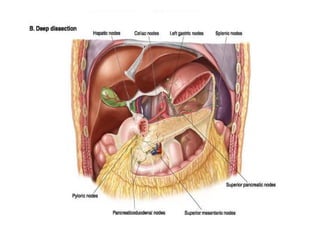 Peritoneum and peritoneal cavity | PDF