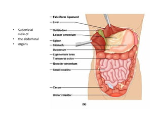Peritoneum and peritoneal cavity | PDF