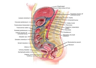 Peritoneum and peritoneal cavity | PDF