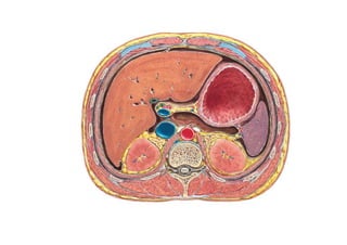 Peritoneum and peritoneal cavity | PDF