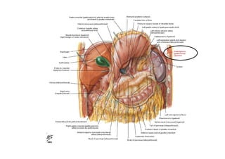 Peritoneum and peritoneal cavity | PDF