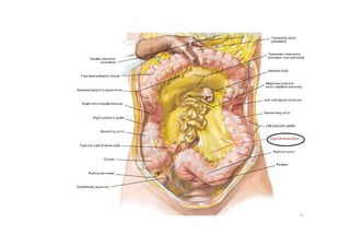Peritoneum and peritoneal cavity | PDF