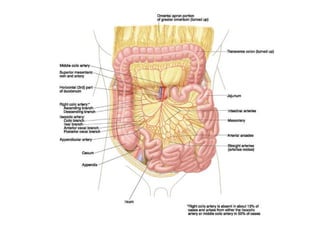Peritoneum and peritoneal cavity | PDF