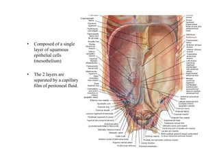 Peritoneum and peritoneal cavity | PDF