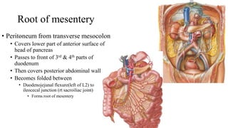 Peritoneum & cavities | PDF