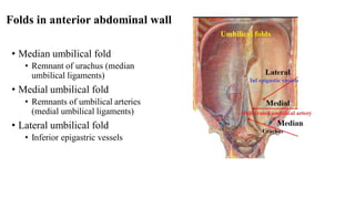Peritoneum & cavities | PDF
