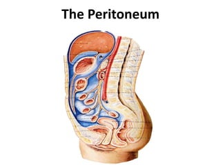 The Peritoneum
 