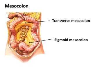 Peritoneum Dr. Mehul Tandel | PPT