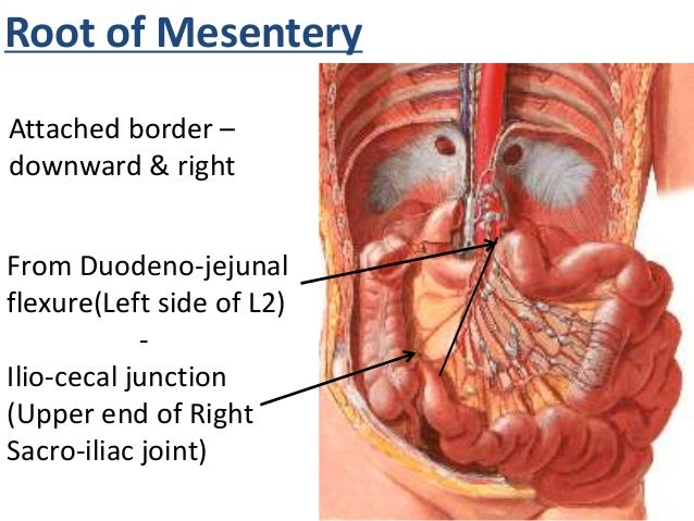 Peritoneum Mesentery And Omentum