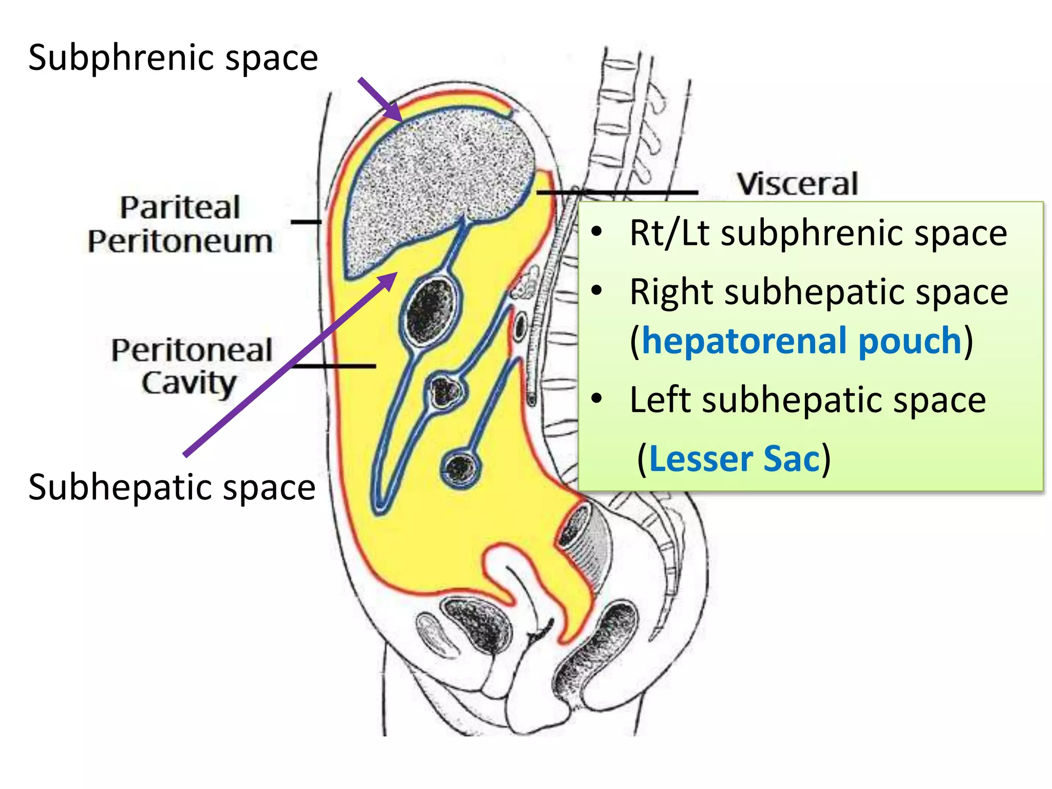 Subphrenic space
Subhepatic space
• Rt/Lt subphrenic space
• Right subhepatic space
(hepatorenal pouch)
• Left subhepatic space
(Lesser Sac)
 