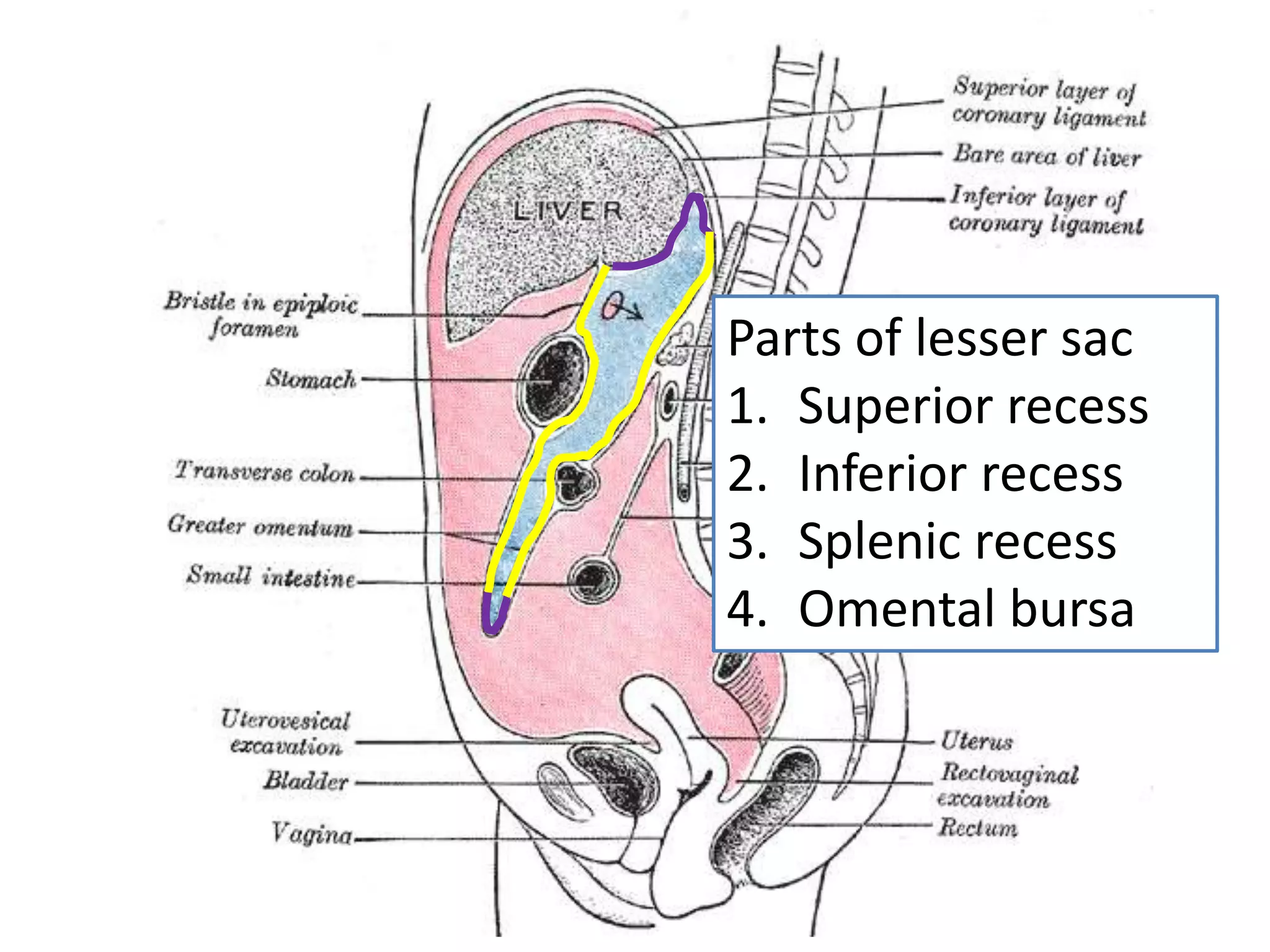 Parts of lesser sac
1. Superior recess
2. Inferior recess
3. Splenic recess
4. Omental bursa
 