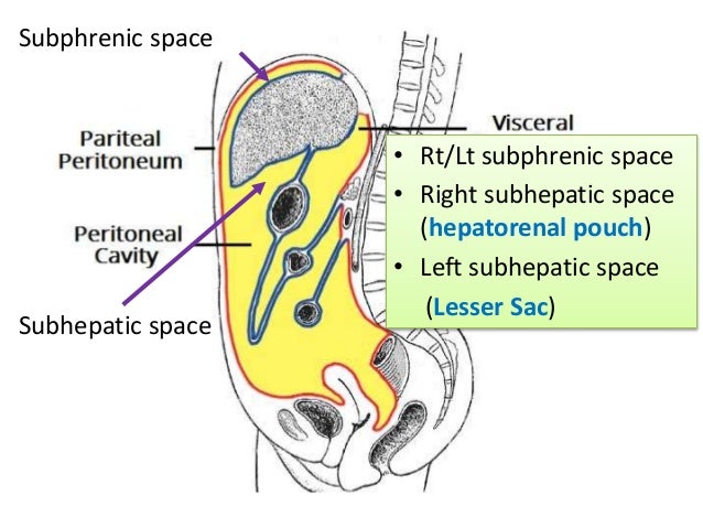 Peritoneum ii
