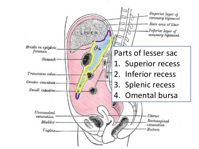 Peritoneum ii