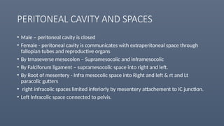 PERITONEAL CAVITY AND SPACES
• Male – peritoneal cavity is closed
• Female - peritoneal cavity is communicates with extraperitoneal space through
fallopian tubes and reproductive organs
• By trnaseverse mesocolon – Supramesocolic and inframesocolic
• By Falciforum ligament – supramesocolic space into right and left.
• By Root of mesentery - Infra mesocolic space into Right and left & rt and Lt
paracolic gutters
• right infracolic spaces limited inferiorly by mesentery attachement to IC junction.
• Left Infracolic space connected to pelvis.
 