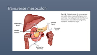 Transverse mesocolon
 