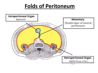 Peritoneum Defect PERITONEUM PPT FULL with applied anatomy.pptx