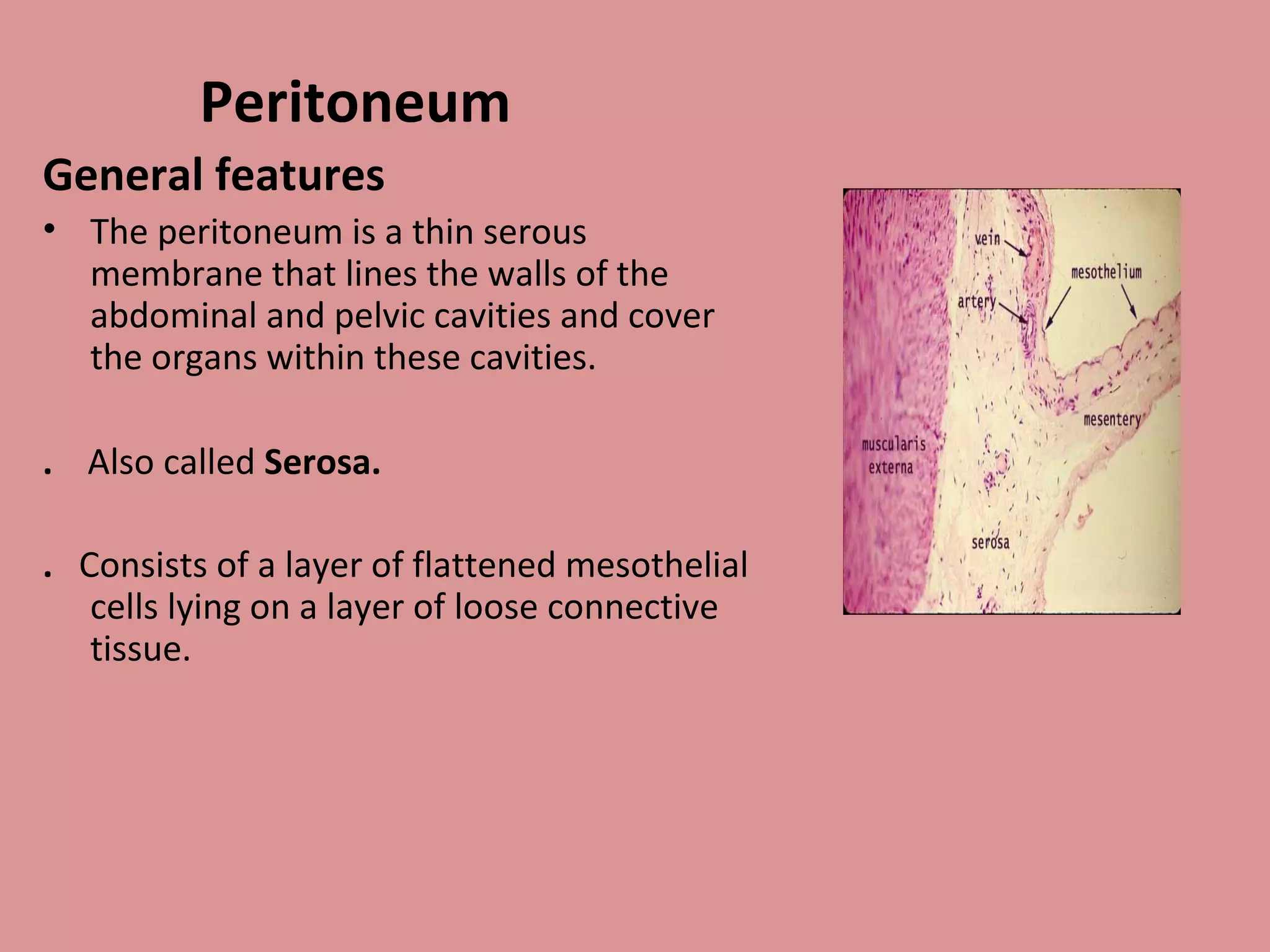 Peritoneum
General features
• The peritoneum is a thin serous
membrane that lines the walls of the
abdominal and pelvic cavities and cover
the organs within these cavities.
. Also called Serosa.
. Consists of a layer of flattened mesothelial
cells lying on a layer of loose connective
tissue.
 