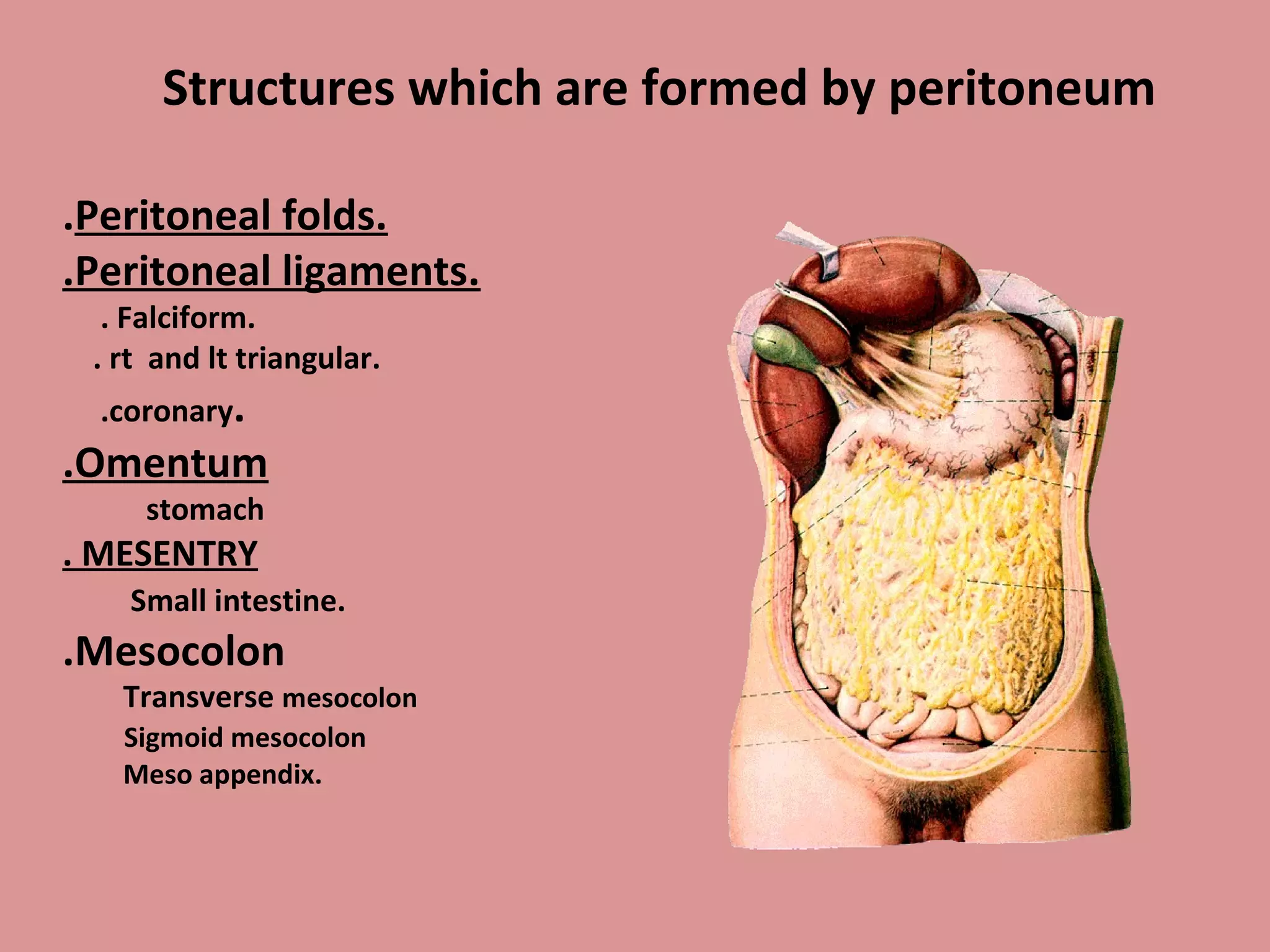 Structures which are formed by peritoneum
.Peritoneal folds.
.Peritoneal ligaments.
. Falciform.
. rt and lt triangular.
.coronary.
.Omentum
stomach
. MESENTRY
Small intestine.
.Mesocolon
Transverse mesocolon
Sigmoid mesocolon
Meso appendix.
 
