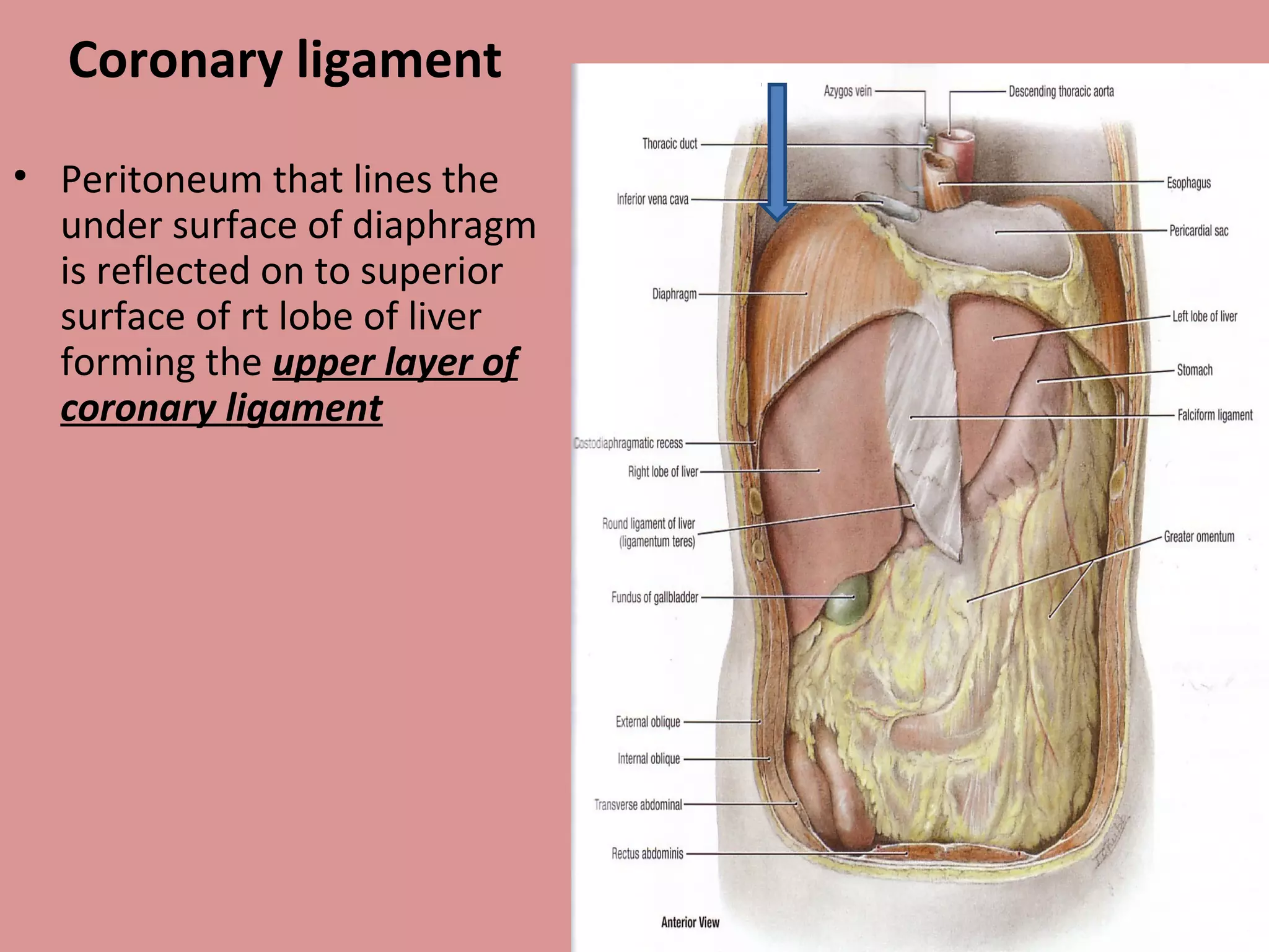 Coronary ligament
• Peritoneum that lines the
under surface of diaphragm
is reflected on to superior
surface of rt lobe of liver
forming the upper layer of
coronary ligament
 