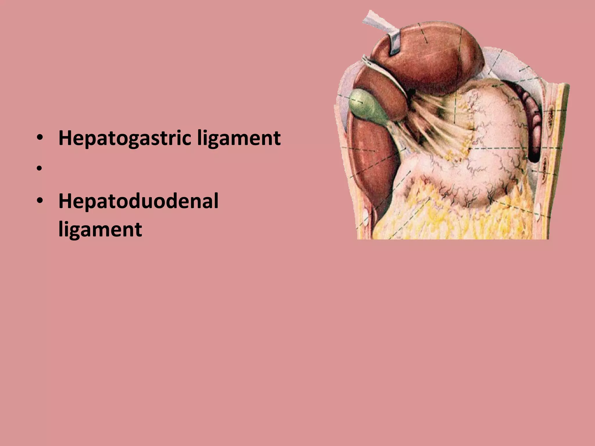 • Hepatogastric ligament
•
• Hepatoduodenal
ligament
 