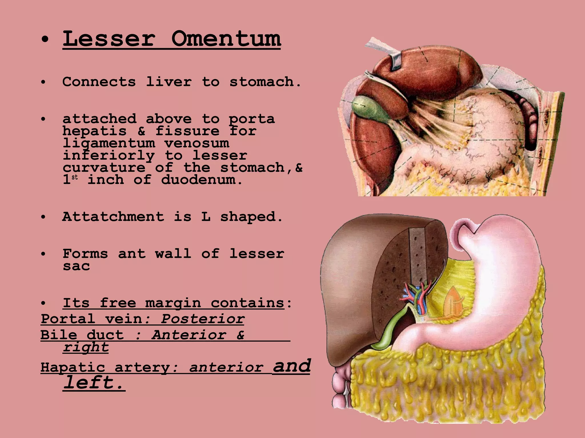 • Lesser Omentum
• Connects liver to stomach.
• attached above to porta
hepatis & fissure for
ligamentum venosum
inferiorly to lesser
curvature of the stomach,&
1st
inch of duodenum.
• Attatchment is L shaped.
• Forms ant wall of lesser
sac
• Its free margin contains:
Portal vein: Posterior
Bile duct : Anterior &
right
Hapatic artery: anterior and
left.
 