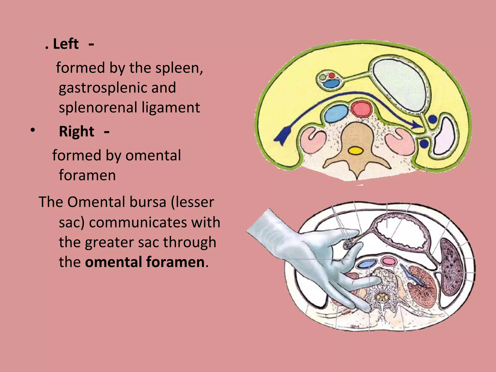 . Left －
formed by the spleen,
gastrosplenic and
splenorenal ligament
• Right －
formed by omental
foramen
The Omental bursa (lesser
sac) communicates with
the greater sac through
the omental foramen.
 