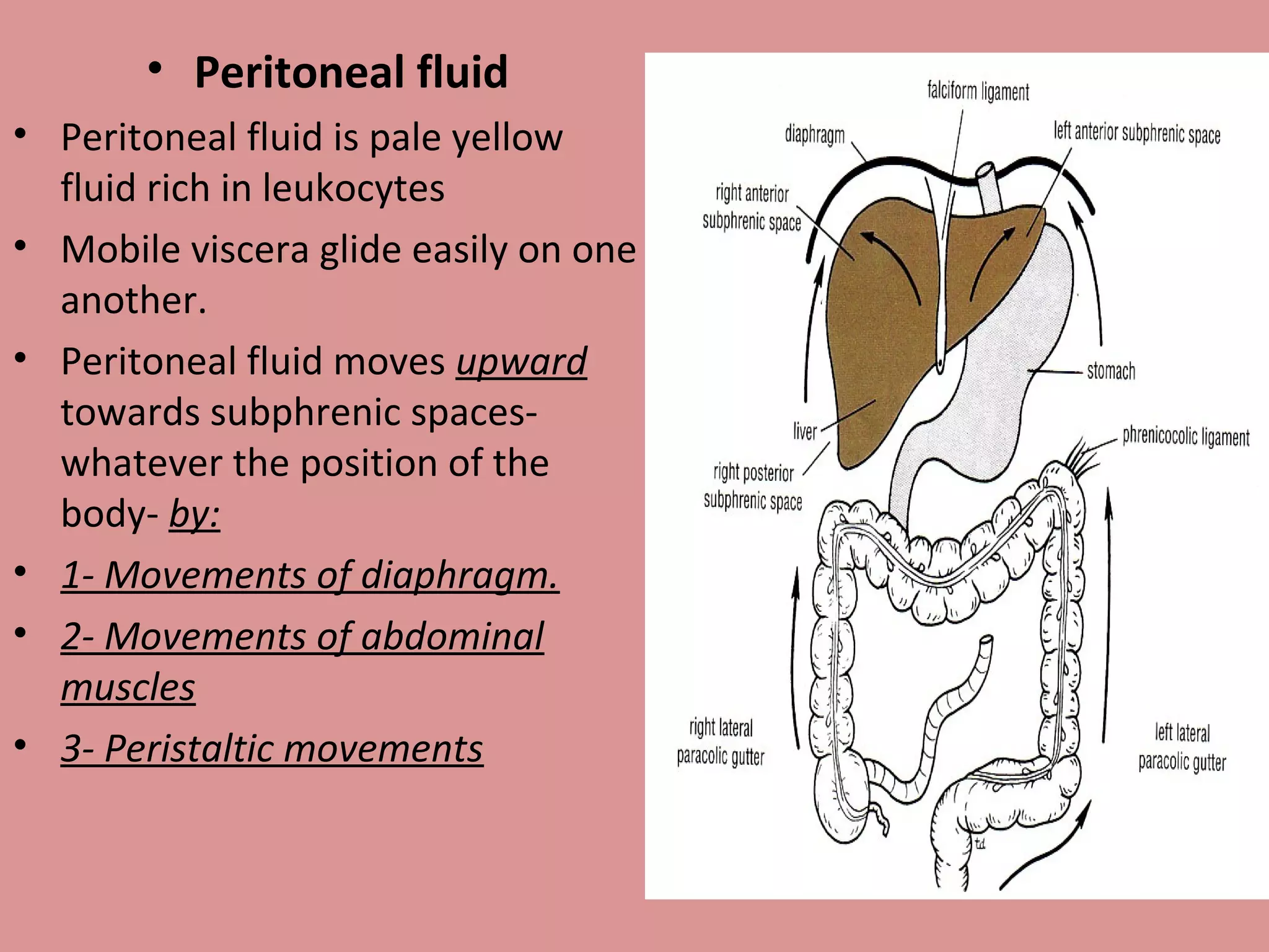 • Peritoneal fluid
• Peritoneal fluid is pale yellow
fluid rich in leukocytes
• Mobile viscera glide easily on one
another.
• Peritoneal fluid moves upward
towards subphrenic spaces-
whatever the position of the
body- by:
• 1- Movements of diaphragm.
• 2- Movements of abdominal
muscles
• 3- Peristaltic movements
 