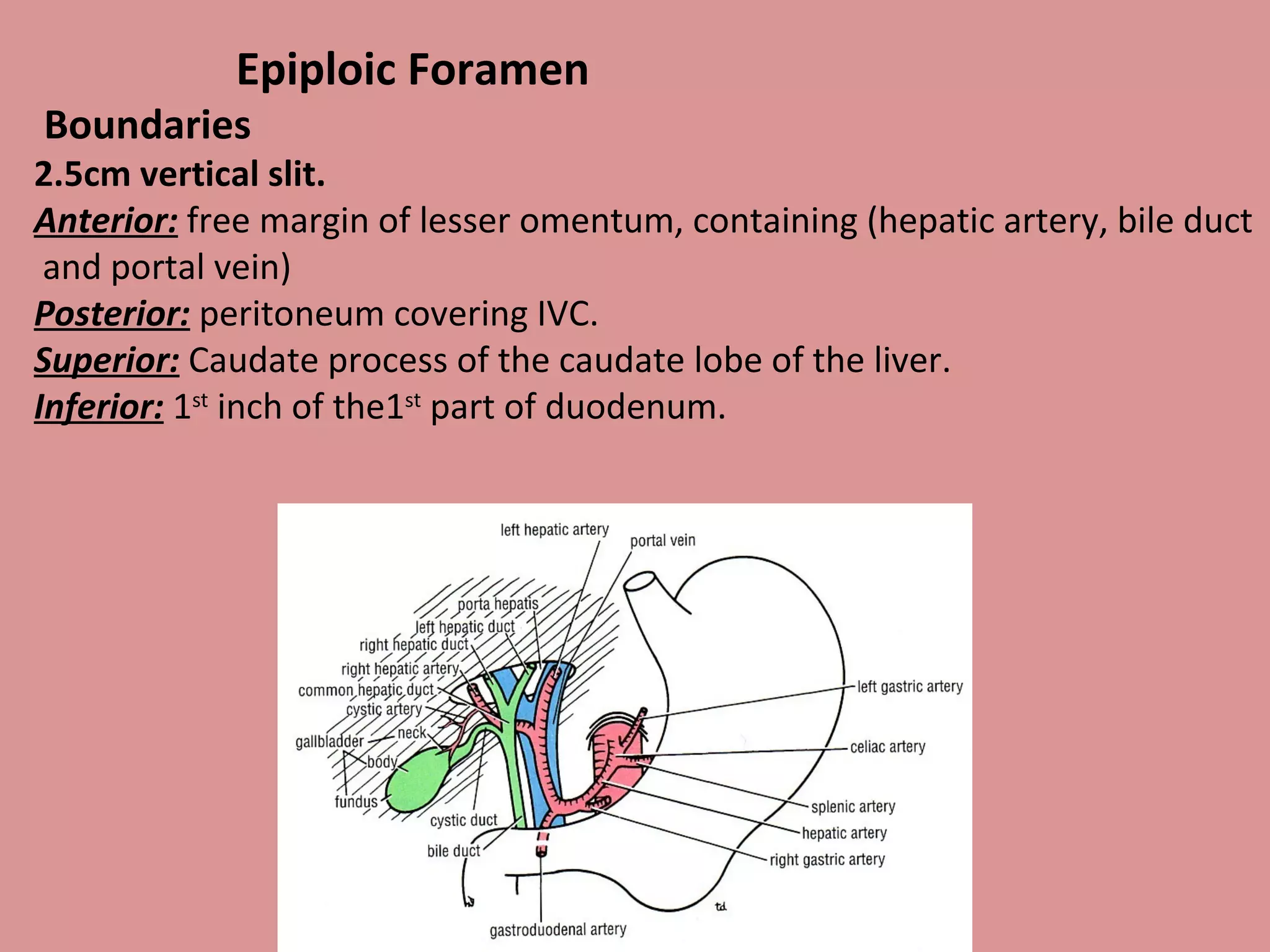 Epiploic Foramen
Boundaries
2.5cm vertical slit.
Anterior: free margin of lesser omentum, containing (hepatic artery, bile duct
and portal vein)
Posterior: peritoneum covering IVC.
Superior: Caudate process of the caudate lobe of the liver.
Inferior: 1st
inch of the1st
part of duodenum.
 