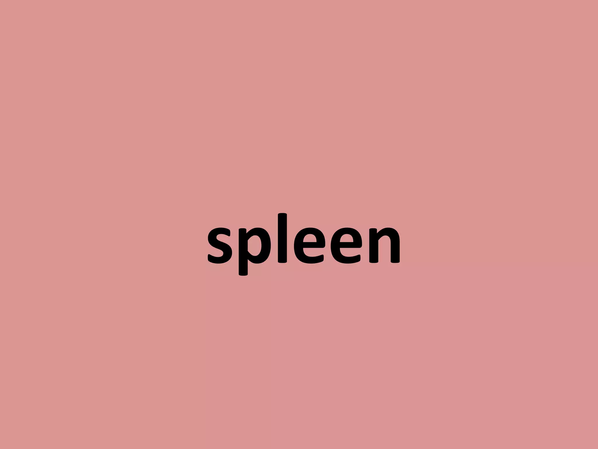 spleen
 