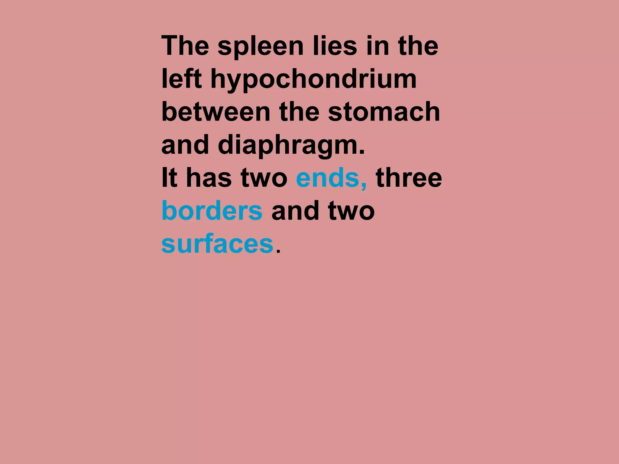 The spleen lies in the
left hypochondrium
between the stomach
and diaphragm.
It has two ends, three
borders and two
surfaces.
 