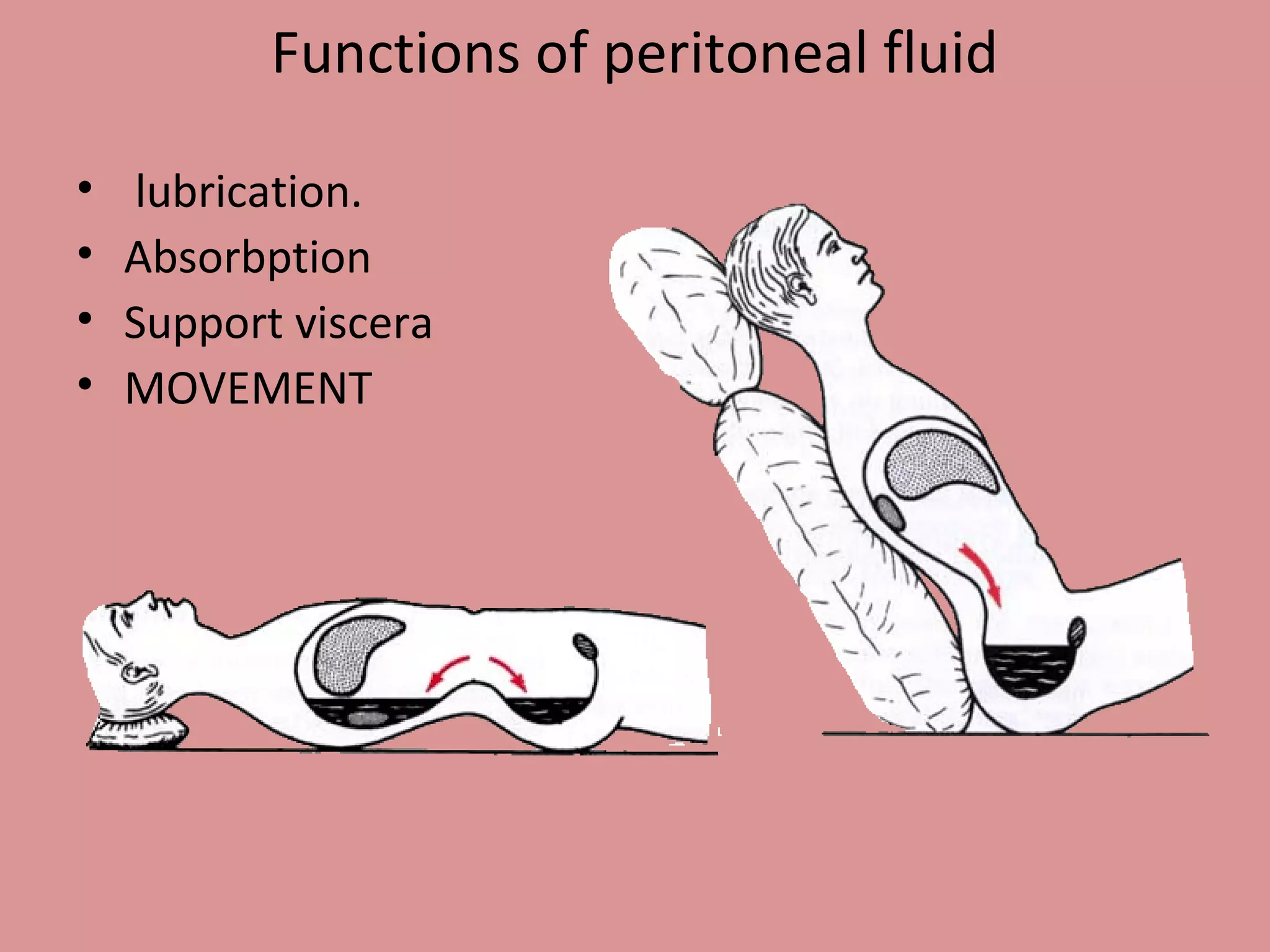 Functions of peritoneal fluid
• lubrication.
• Absorbption
• Support viscera
• MOVEMENT
 