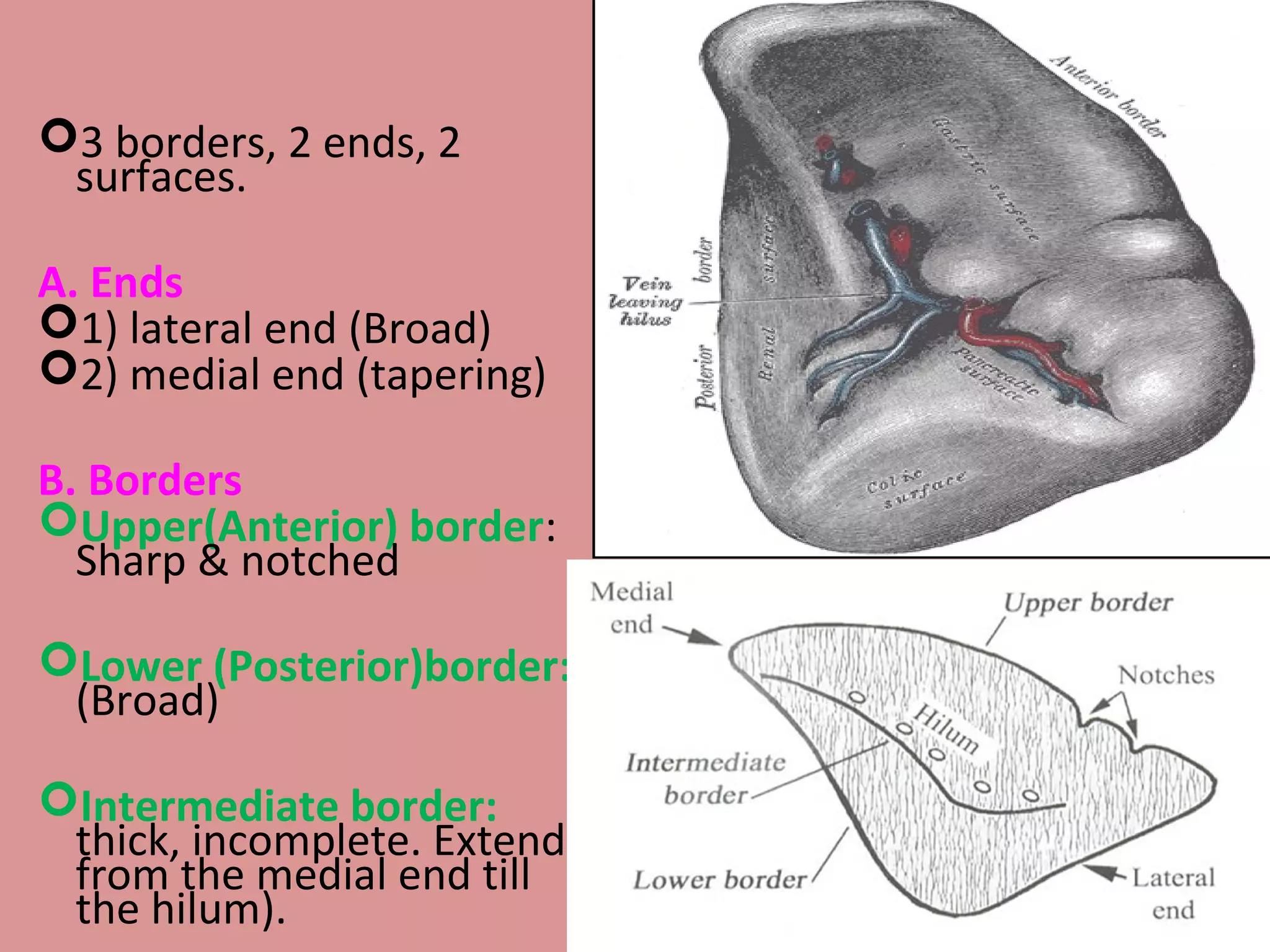 pe :3 borders, 2 ends, 2
surfaces.
A. Ends
1) lateral end (Broad)
2) medial end (tapering)
B. Borders
Upper(Anterior) border:
Sharp & notched
Lower (Posterior)border:
(Broad)
Intermediate border:
thick, incomplete. Extends
from the medial end till
the hilum).
 