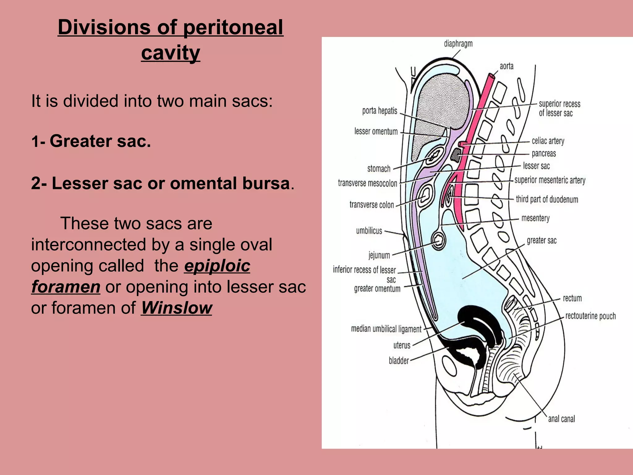 Divisions of peritoneal
cavity
It is divided into two main sacs:
1- Greater sac.
2- Lesser sac or omental bursa.
These two sacs are
interconnected by a single oval
opening called the epiploic
foramen or opening into lesser sac
or foramen of Winslow
 