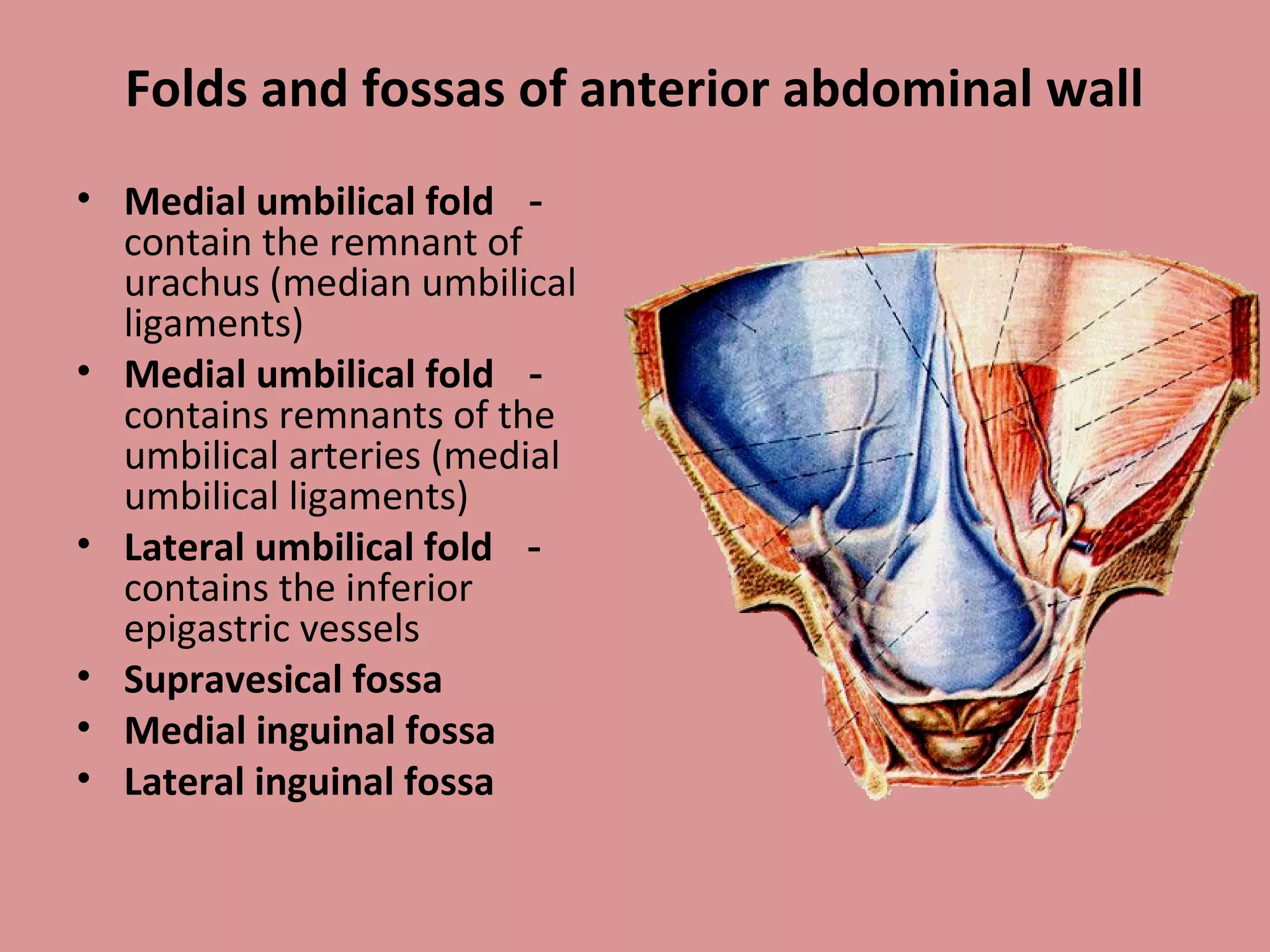 Folds and fossas of anterior abdominal wall
• Medial umbilical fold －
contain the remnant of
urachus (median umbilical
ligaments)
• Medial umbilical fold －
contains remnants of the
umbilical arteries (medial
umbilical ligaments)
• Lateral umbilical fold －
contains the inferior
epigastric vessels
• Supravesical fossa
• Medial inguinal fossa
• Lateral inguinal fossa
 