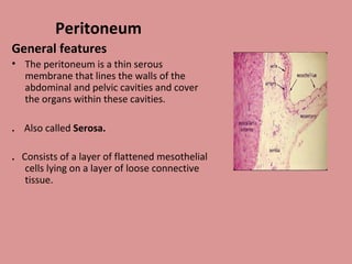 Peritoneum
General features
• The peritoneum is a thin serous
membrane that lines the walls of the
abdominal and pelvic cavities and cover
the organs within these cavities.
. Also called Serosa.
. Consists of a layer of flattened mesothelial
cells lying on a layer of loose connective
tissue.
 