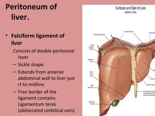 Peritoneum of
liver.
• Falciform ligament of
liver
Consists of double peritoneal
layer
– Sickle shape
– Extends from anterior
abdominal wall to liver just
rt to midline.
– Free border of the
ligament contains
Ligamentum teres
(obliterated umbilical vein)
 