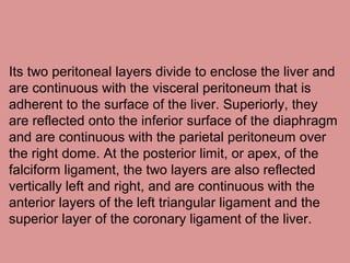 Its two peritoneal layers divide to enclose the liver and
are continuous with the visceral peritoneum that is
adherent to the surface of the liver. Superiorly, they
are reflected onto the inferior surface of the diaphragm
and are continuous with the parietal peritoneum over
the right dome. At the posterior limit, or apex, of the
falciform ligament, the two layers are also reflected
vertically left and right, and are continuous with the
anterior layers of the left triangular ligament and the
superior layer of the coronary ligament of the liver.
 