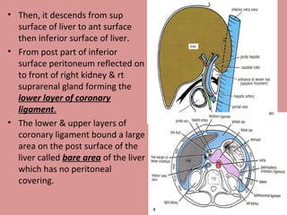 • Then, it descends from sup
surface of liver to ant surface
then inferior surface of liver.
• From post part of inferior
surface peritoneum reflected on
to front of right kidney & rt
suprarenal gland forming the
lower layer of coronary
ligament.
• The lower & upper layers of
coronary ligament bound a large
area on the post surface of the
liver called bare area of the liver
which has no peritoneal
covering.
 
