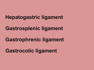 Hepatogastric ligament
Gastrosplenic ligament
Gastrophrenic ligament
Gastrocolic ligament
 